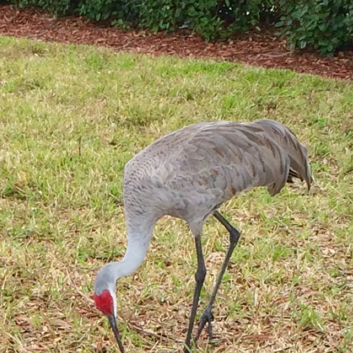 Sandhill Crane