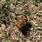 Pearl Crescent