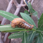 Oleander Hawkmoth Caterpillar