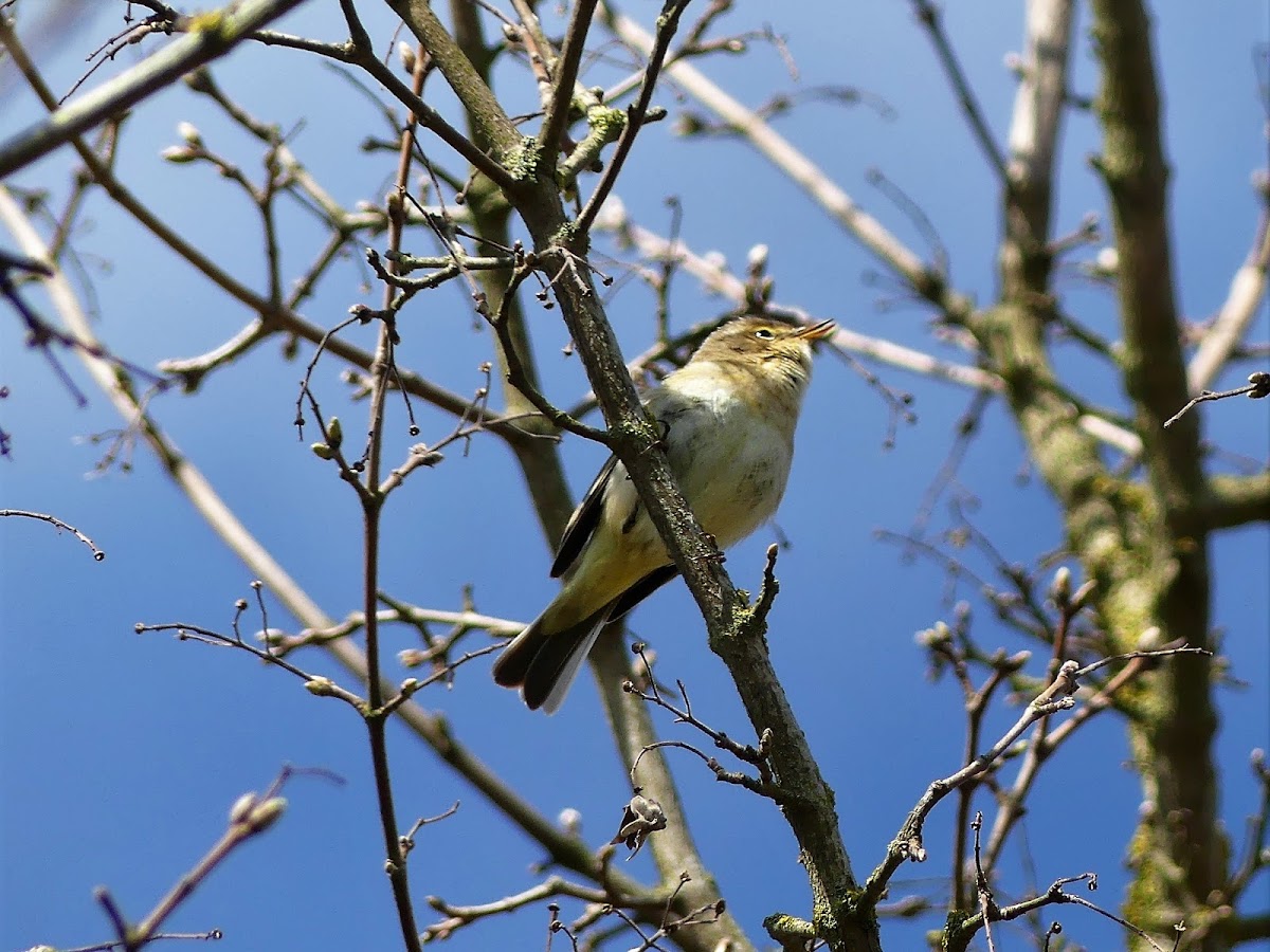 Wood warbler