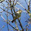 Wood warbler