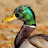 Duck Sounds icon