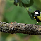 Green-backed tit