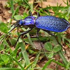 Blue ground beetle