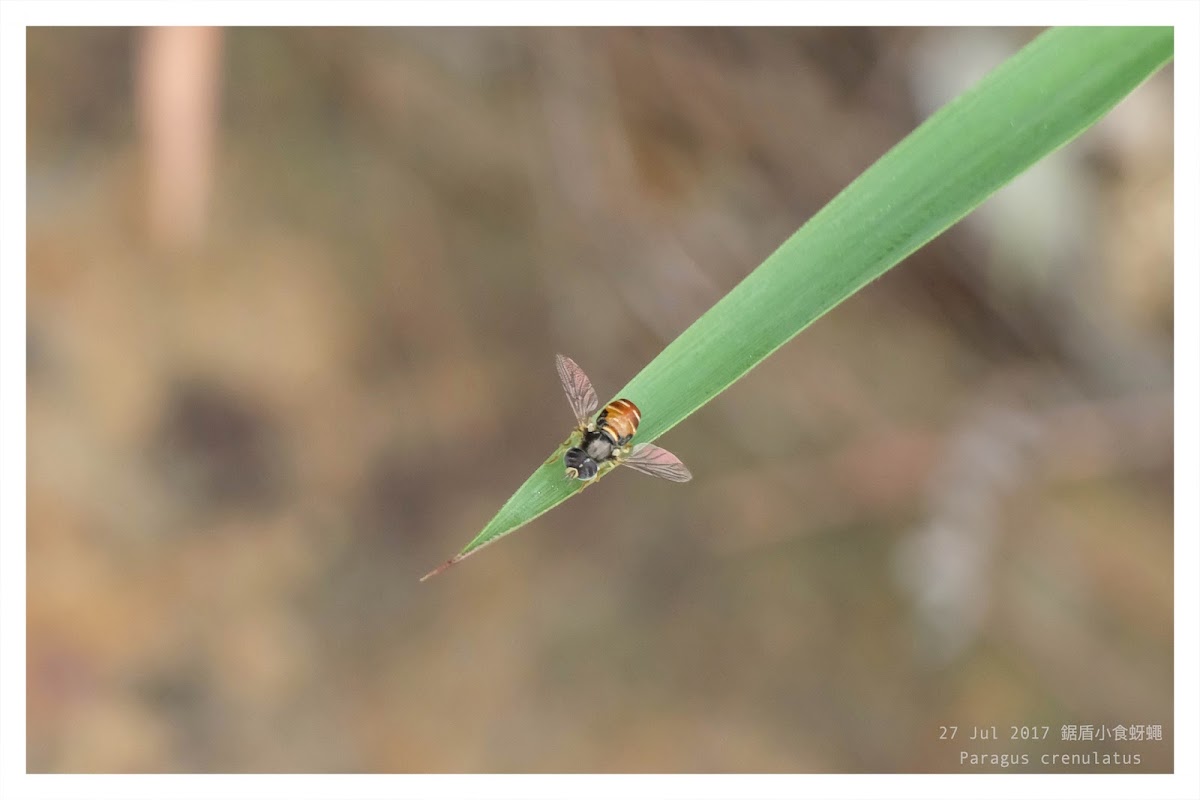 Paragus crenulatus 鋸盾小食蚜蠅