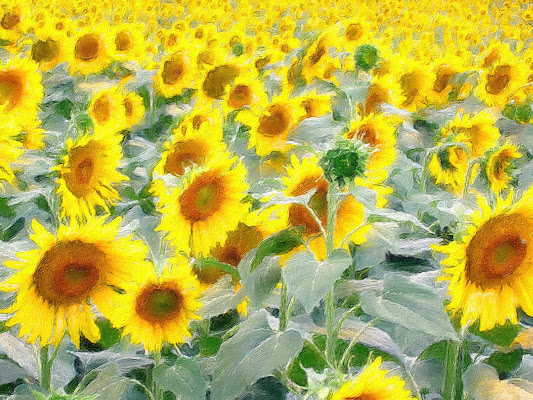 Girasoli impressionisti di gaspare_aita