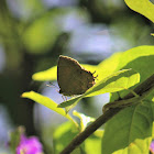 Common Acacia Blue