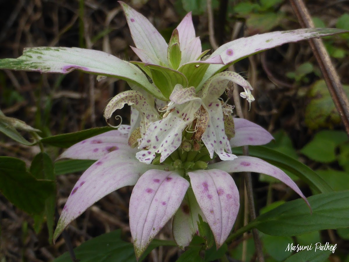 Dotted Horsemint