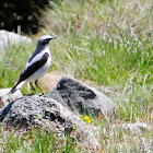 Wheatear; Collalba Gris