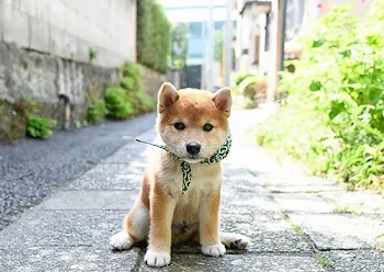 愛犬の幸せ