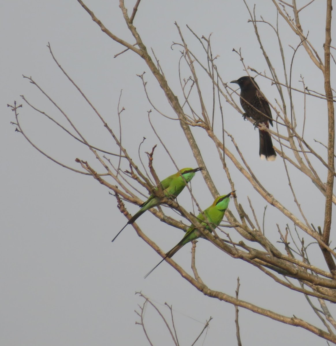 Little Green Beeater