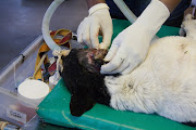 A wounded stray dog being assessed in Mdzananda Animal Clinic's hospital ward.