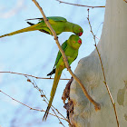 Cotorra de Kramer (Rose-ringed parakeet)