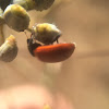 Spotless Ladybug