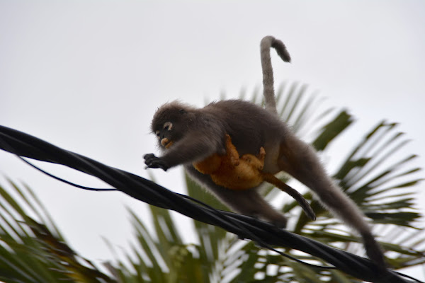 Dusky Leaf Monkey Project Noah