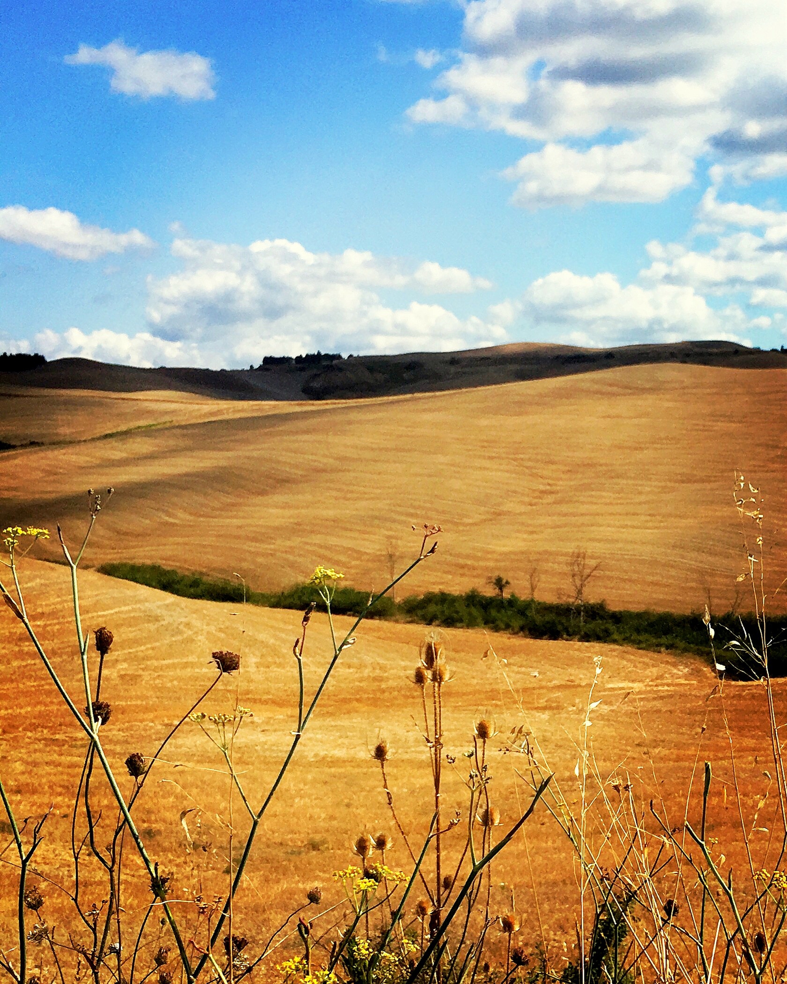 terre toscane di alegio89