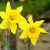 Daffodil