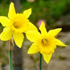 Daffodil