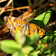 Phaon Crescent Butterfly