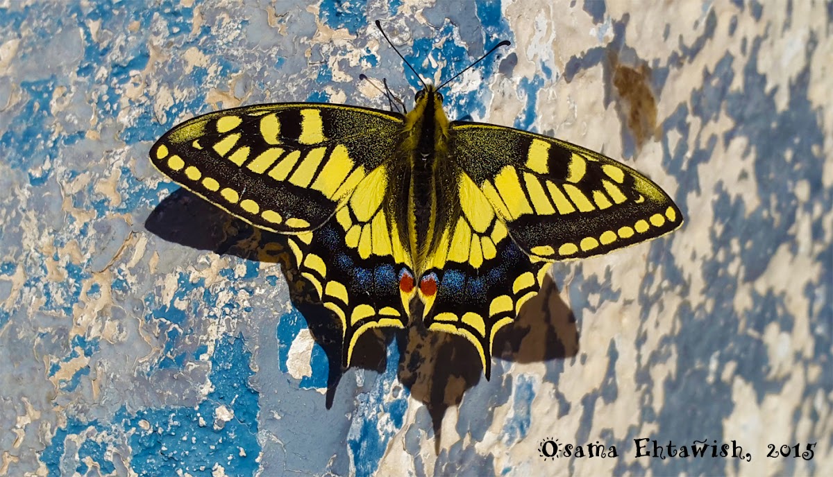 The Old World Swallowtail Butterfly