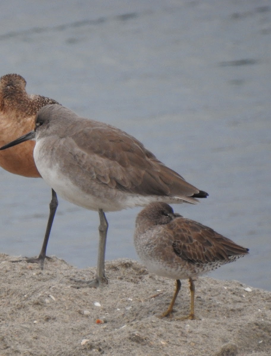 red knot