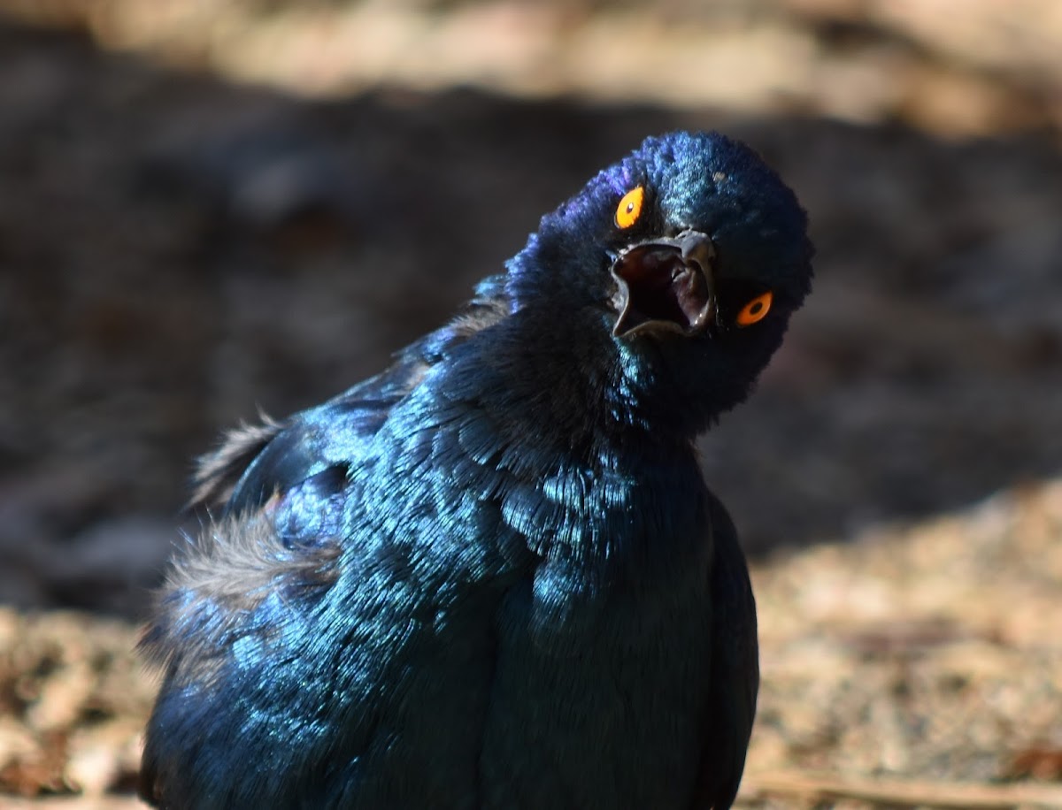 Cape Glossy Starling