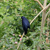 Satin Bowerbird