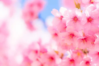 🌸ポートマフィアの桜🌸