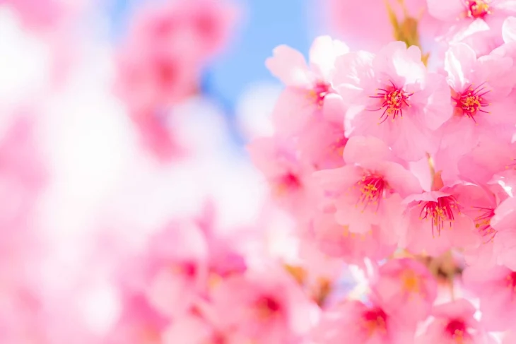 「🌸ポートマフィアの桜🌸」のメインビジュアル