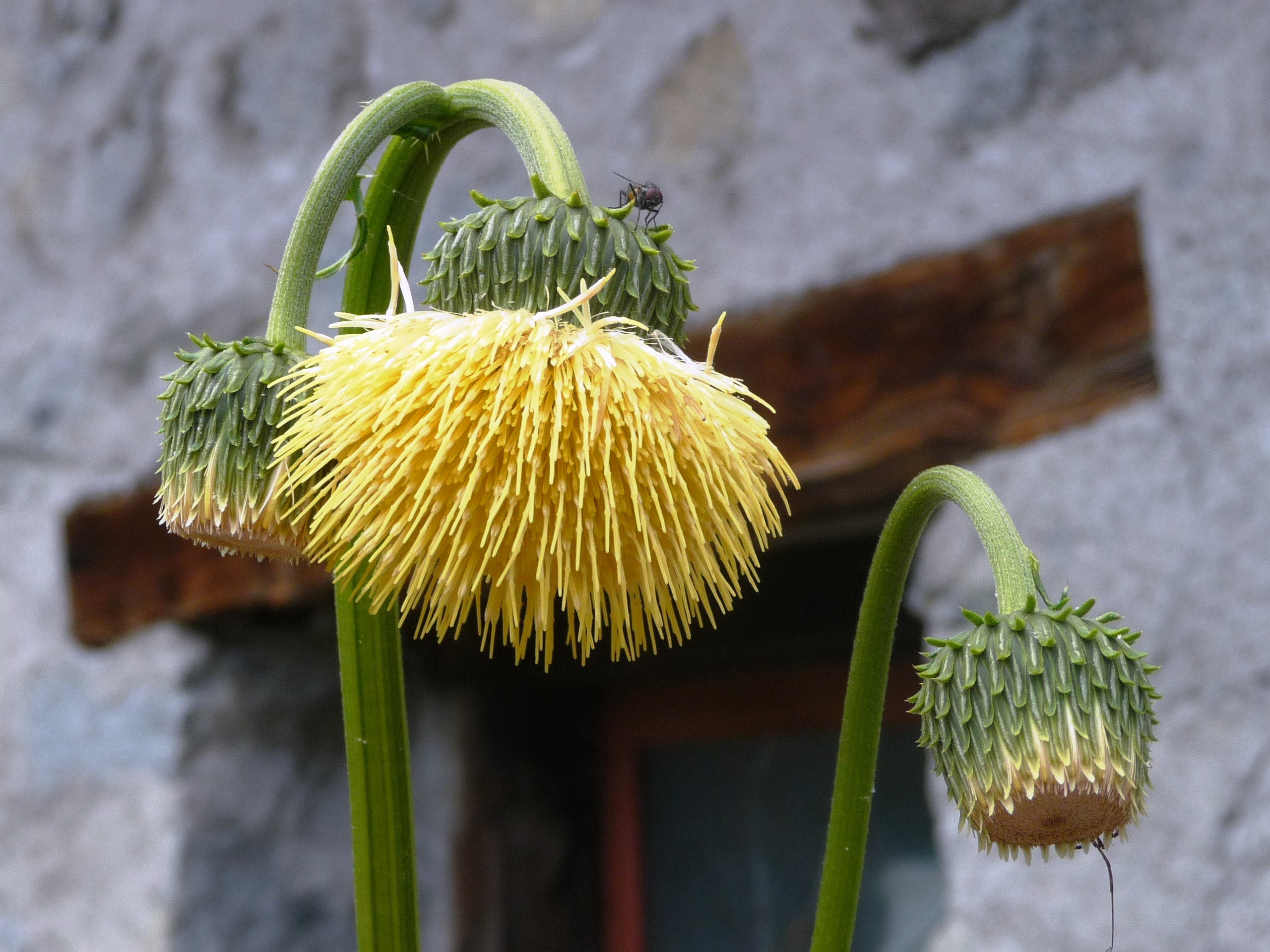 Fiorito e non fiorito di Laucol