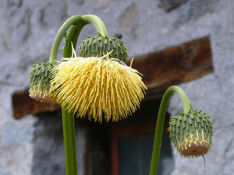 Fiorito e non fiorito di Laucol