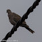 Collared Dove; Tórtola Turca