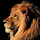 Lion - New Tab in HD