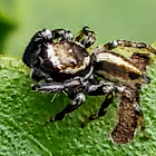 Jumping Spider. male