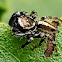 Jumping Spider. male