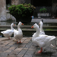 Guardiane della cattedrale di 