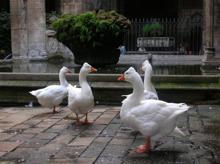 Guardiane della cattedrale di cricri