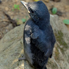 baby Drongo