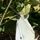 Small White