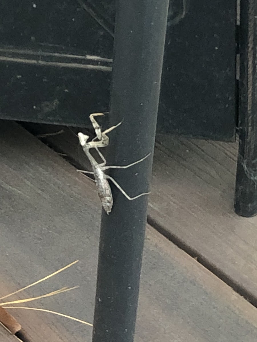 Carolina Mantis