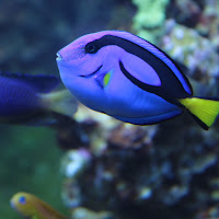 Dory's blu di 