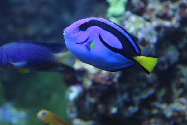 Dory's blu di Suttins