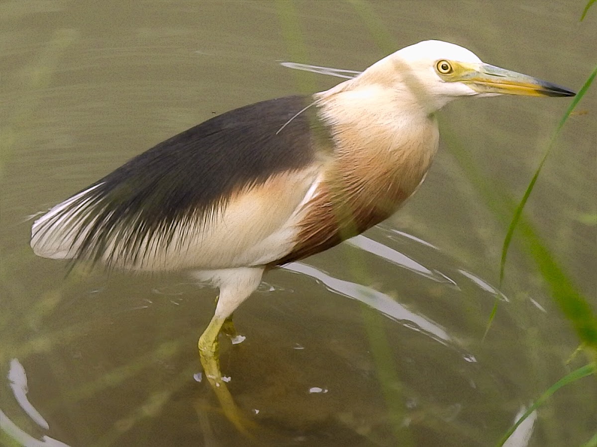 Javan Pond Heron