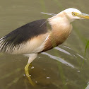 Javan Pond Heron