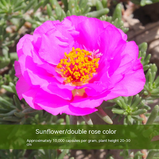 Title 3, Double-petal SUNFLOWER Colorful Grow Up Easily ...