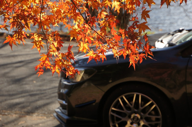 レヴォーグの紅葉ドライブ・レヴォーグ・紅葉と愛車に関するカスタム事例の投稿画像4枚目