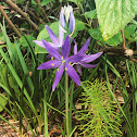 Common camas