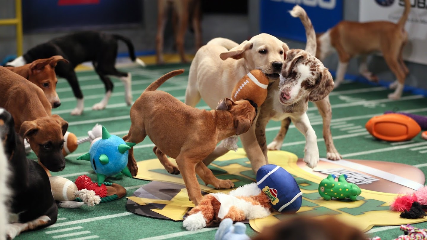 Puppy Bowl X