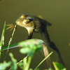 American Bullfrog