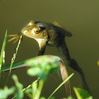 American Bullfrog